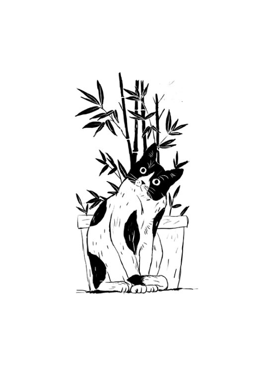Les Mémoires d´un chat  (Livre illustré)