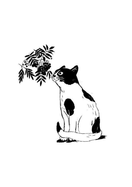 Les Mémoires d´un chat  (Livre illustré)