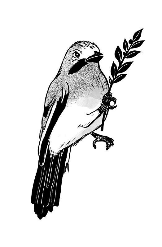 "Brussailes" Eléonore Devillepoix (Livre illustré)