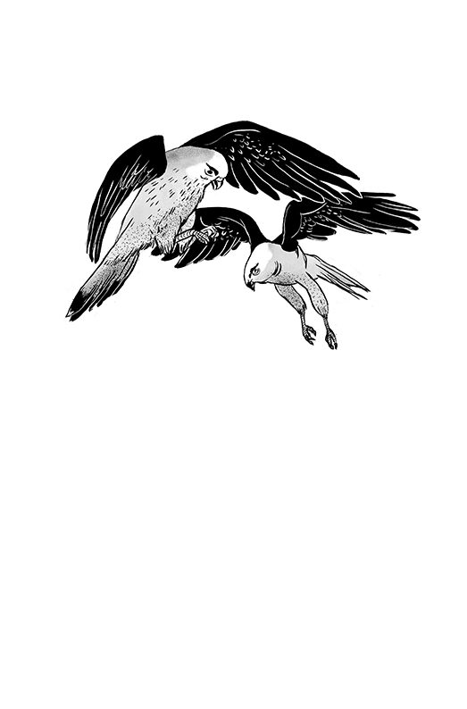 "Brussailes" Eléonore Devillepoix (Livre illustré)
